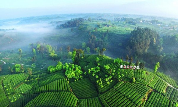 《蒙山茶 中国茶》：一杯香茗唱出中华茶文化自信