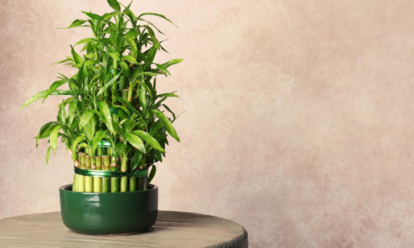 富贵竹摆放有玄机！找对位置才能旺家又旺财！