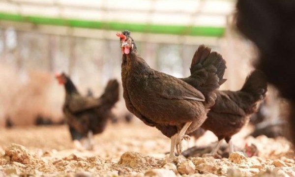 四川信德农牧：引领中国非笼养革命，打造最大非笼养基地