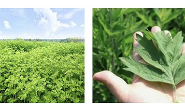 全艾优选：千年草本承古韵，一片蕲艾养身心