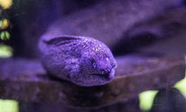 北海多名游客疑被不明鱼类咬伤 专家科普：或为鳗鲡类、鲀类