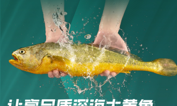 闽投1号·福鱼荟丨区域代理火热招募中！让高品质深海大黄鱼走进千家万户