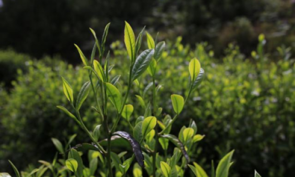 SANTECO尚态 x天顺祥 | 从遇见好茶到成就经典